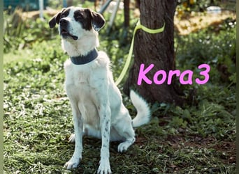 Kora3 08/2019 (ESP) - verspielte und kluge, hübsche Boxer-Mix Hündin!