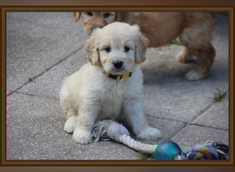 GOLDENDOODLE Traum ! Bezaubernde Welpen aus langjähriger+überprüfter Familienaufzucht.
