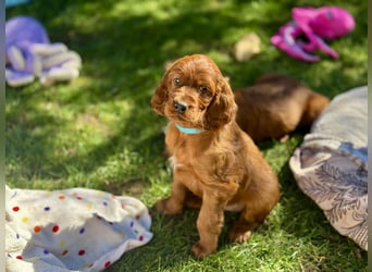 Irish Setter Welpen mit Papieren