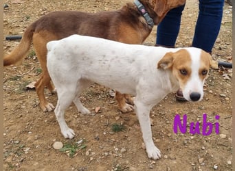 Nubi 06/2024 (ESP) - zauberhafte, verschmuste kleine Bodeguero-Mix Junghündin!