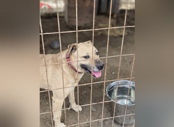 Ledi LM - Kuschelbedürftige Hundedame mit großem Herzen