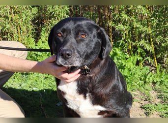 Josephine, Labrador-Mix, lieb und sozial