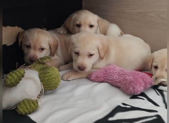Wir haben ab 05.04. Reinrassige Labrador Welpen abzugeben