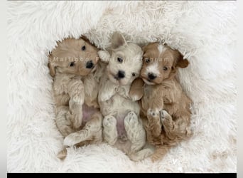 Traumhafte Maltipoo Welpen F1 Malteser Pudel