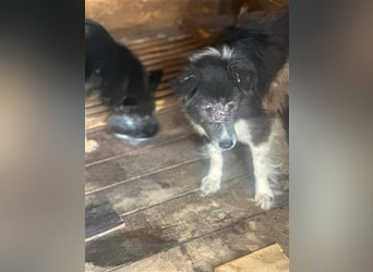 Vincent - nur Liebe und gutes Futter gewünscht