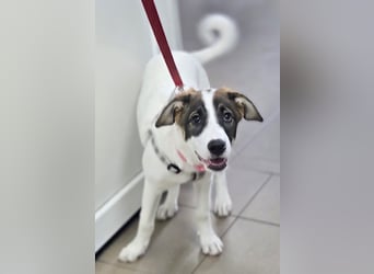 Luna - lebhafte, aktive, verspielte junge Hündin / z.Zt. noch in Rumänien