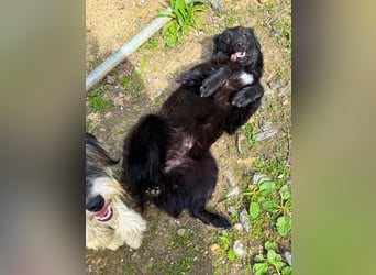 Schnuckelige DAYA hat das Potential zum Herzenshund