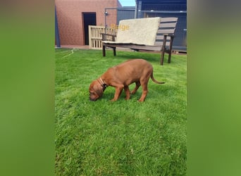 Rhodesian Ridgeback