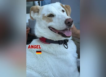Angel,geb.04/23,ruhige,menschenbezogene Hündin sucht ihre Familie,bereits auf PS in 64754 Mossautal
