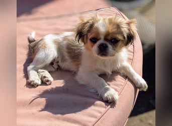 Welpe Traumhund, erzogen, sozialisiert, tolle Gene, schmusig, anhänglich, zauberhaft, Familienhund