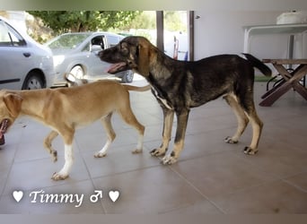 Adam, Ajax und Timmy suchen ein Zuhause