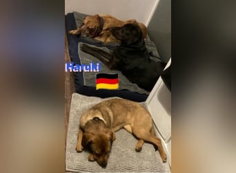 Haruki, 11/18 - VERMITTLUNGSHILFE, sucht DRINGEND