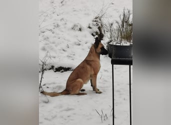 Ava, schöne Malinois-Mix Hündin sucht neues Zuhause !