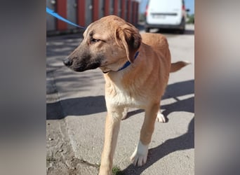 Petunia Kangal Mischling Hündin Junghund sucht Zuhause oder Pflegestelle