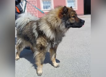 Eurasier Mischling Viking sucht Zuhause oder Pflegestelle