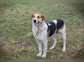 Toto: Ein Herz auf vier Pfoten
