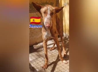 Xenon, geb.08/23, - fröhlicher,sozialer Podenco sucht seine Menschen