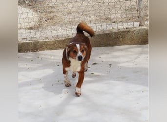 witziger, kleiner Kerl "Percy"