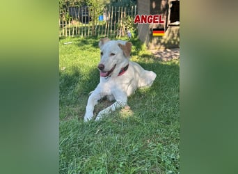 Angel,geb.04/23,ruhige,menschenbezogene Hündin sucht ihre Familie,bereits auf PS in 64754 Mossautal