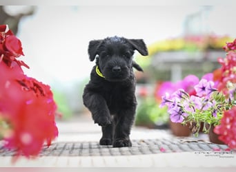 Riesenschnauzer schwarz Mrs. Gelb & Mr. Weiß
