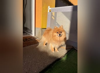 Mogyoro SR- kleiner Pomeranian mit großem Nachholbedarf sucht geduldige Menschen