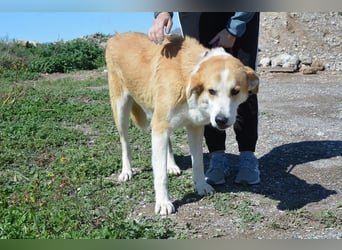 Churi, liebevolle, verschmuste grosse feine Lady