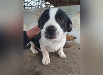♥LUKAS♥ neu auf Pflegestelle bei Duisburg-zuckersüßer, herzallerliebster Fratz 24cm (bleibt kleiner)
