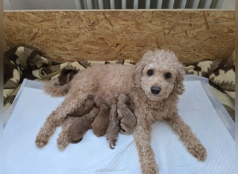 Traumhafte Toypudelwelpen/Zwergpudelwelpen suchen ein liebevolles Zuhause