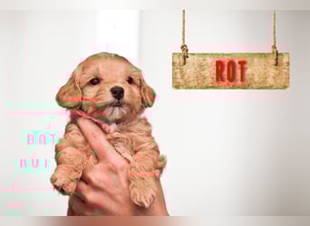 5 Wunderschöne Maltipoo-Welpen suchen ein neues, liebevolles Zuhause!