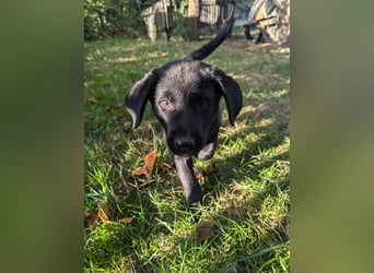 Aussiedor Welpen, Aussiedore suchen ihr Zuhause, Labrador x Australien Shepard