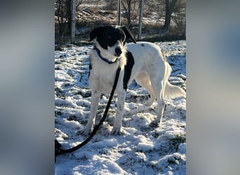 Die schüchterne Zseda sucht einfühlsame Menschen mit nette Hunden !