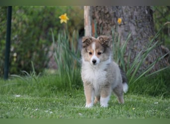 VDH Shelties / Sheltierüde sucht sein zu Hause