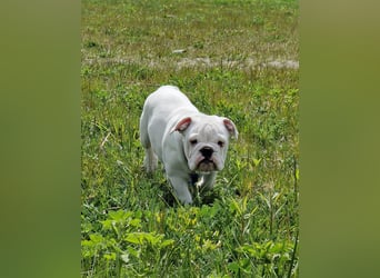 Englische Bulldoggen welpen Top Pedigree FCI