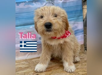 Talia, geb.01/25 - anhängliches Hundemädchen sucht ihre Familie