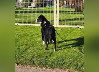 Coco - freundliche, aktive, verspielte Hündin / z.Zt. in Mühlheim