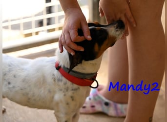 Mandy2 geb. 05/2024 (ESP) - fröhlicher, kleiner Jack Russel Terrier - Bodeguero Mix Rüde!