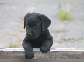 Labrador Welpen