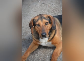 Andre sucht dringend ein Zuhause. Geb. ca. 06/2022, Bracke,