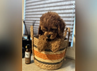 Cockapoo. F1 American Wurfankündigung Mai 2025