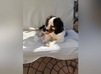 Welpe Vincent - Kleiner Hundebub sucht ein Zuhause für immer....