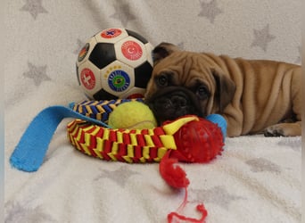 Freiatmige Bulldoggenwelpen Abgabebereit