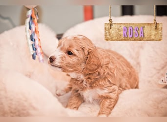 5 Wunderschöne Maltipoo-Welpen suchen ein neues, liebevolles Zuhause!