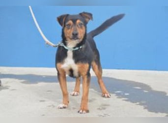 Duke, ein quirliger und kontaktfreudiger kleiner Rüde