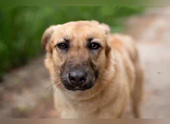 Treue MASHA wird ein perfekter Familienhund