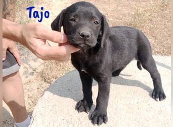 Tajo geb. 03/2025 (ESP) - neugieriger Labrador-Mix Welpe!