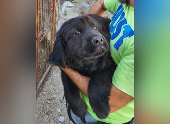 ARCHIE❤️ junger, kinderlieber Chow-Chow-Retriever-Mix-Rüde: perfekter Familienhund!
