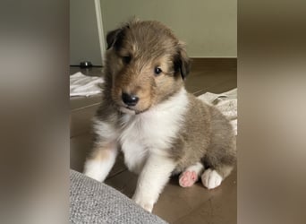 Lang- und Kurzhaar- Collie- Welpen