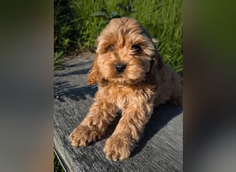 Wunderschöne Cockapoo-Welpen