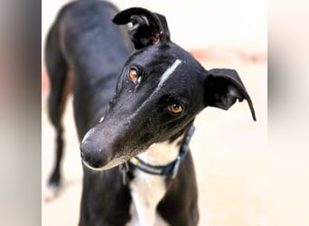 Faro2 05/2022 (in Deutschland) - verspielter und lieber, bezaubernder Galgo!