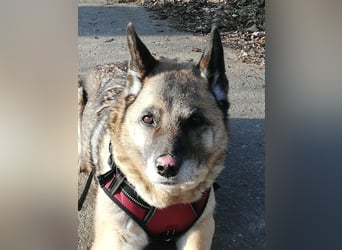Naala, gut erzogene Schäferhund Mischlingshündin